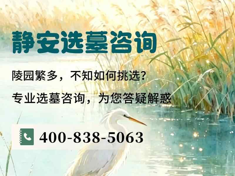 静安墓园的法国梧桐树影为什么夏天特别舒服：自然凉意的科学解析与园林设计探讨